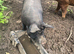 Berkshire Sow in pig 3.5 yrs old