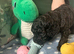Miniature poodle