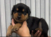 Rottweiler puppies