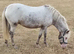 8 year old mare apoloosa