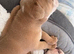 The Best New England Bulldogs