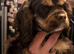 Chocolate & tan  kc reg girl puppy