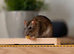 Two male rats and cage.