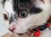 Kittens for selling