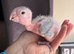 Hand Reared YELLOW THIGHED CAIQUES