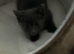 Kitten for sale
