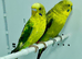 Black Wing Budgies For Sale