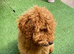 ABSOLUTELY BEAUTIFUL F2 COCKAPOO GIRL