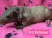 Skinny Pig Sows