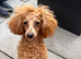 Toy poodle