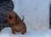 Dachshunds puppy’s
