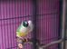 Gouldian finch pair