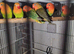 Lovebirds