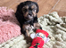 Cavalier x Biewer terrier