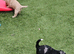 5 weeks old Minatare Poodle puppies