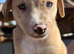 Lurcher pups