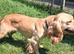 Beautiful Cocker Spaniel Adult Bitch