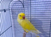 Beautiful rare yellow male Ringneck