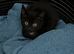 2 beautiful kittens left