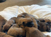 Belgian Mali puppies