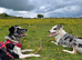 4yo Border Collie Looking for an Active Loving Home