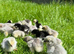 Day old pure breed chicks