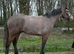 Sparrow, exceptional all rounder type