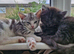 4 x ragdoll x kittens for sale