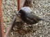 California, bob white,button and jumbo quails sale