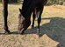 Dartmoor hill filly to make full 12.2