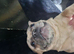 Adorable frenchie