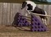 Stunning coloured sports horse mare