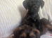 Border terrier x patterdale puppy’s
