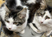 3 mixed breed kitten for nice home.