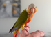 Hand-Reared High Red Pineapple Conure