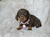 Gorgeous smooth mini dachshunds