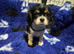 Cavalier King Charles puppies