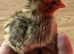 Japanese quail