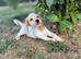 Cocker spaniel puppies
