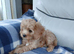 Cavapoo puppies for sale