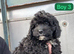 Cavapoo