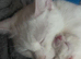 4 month old male kitten