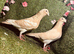 Racing pigeons