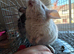 2 young chinchilla sisters