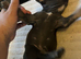 x2 last French bulldog puppies
