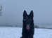 Exceptional Quality German Shepherd for Stud