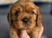 Beautiful Cavalier King Charles Spaniel