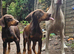 Stunning Boy & girl Available