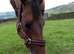 Kindest Natured 16.1/2 TB 4 Year Old Bay Filly