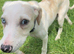 Puppy looking for forever home